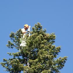 Collecting Abies grandis (Dougl. ex D. Don) Lindl. (grand fir)