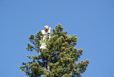 Collecting Abies grandis (Dougl. ex D. Don) Lindl. (grand fir)
