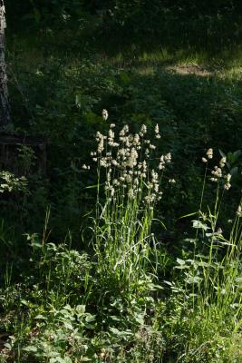 Dactylis glomerata (Orchard Grass), habit, summer