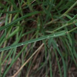 Dactylis glomerata (Orchard Grass), leaf, lower surface