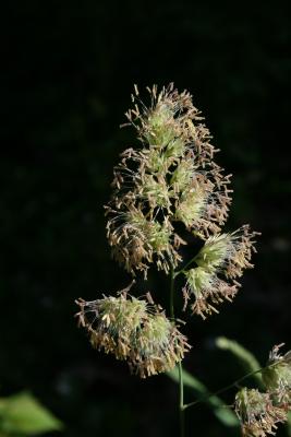 Dactylis glomerata (Orchard Grass), inflorescence