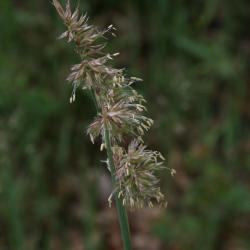 Dactylis glomerata (Orchard Grass), inflorescence