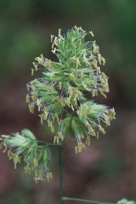 Dactylis glomerata (Orchard Grass), flower, full