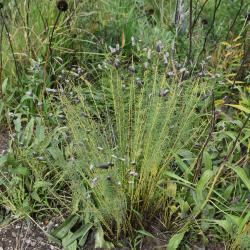 Dalea purpurea (Purple Prairie-clover), habit, fall