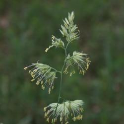 Dactylis glomerata (Orchard Grass), flower, full