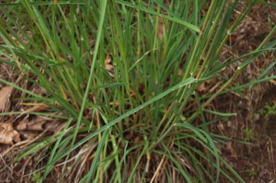 Dactylis glomerata (Orchard Grass), leaf, upper surface
