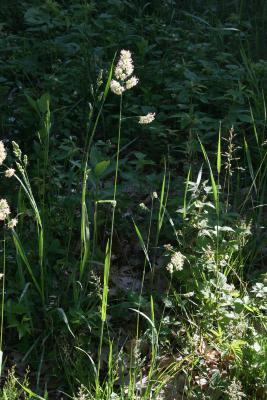 Dactylis glomerata (Orchard Grass), habit, summer