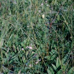 Dalea candida (White Prairie Clover), habit, summer