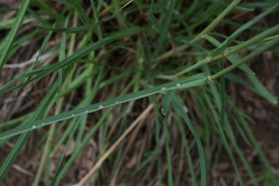 Dactylis glomerata (Orchard Grass), leaf, lower surface