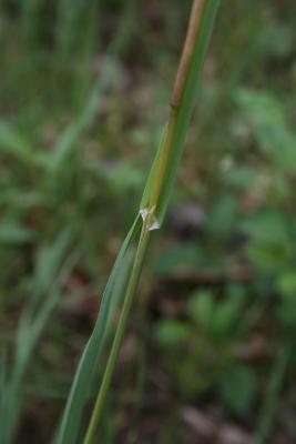 Dactylis glomerata (Orchard Grass), leaf, ligule