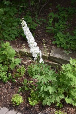 Delphinium 'Guardian White (Guardian White Larkspur), habit, summer