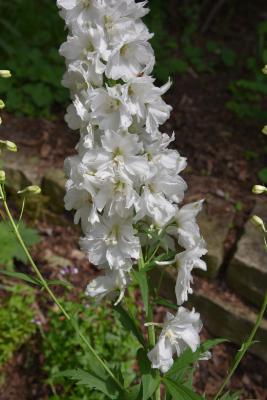 Delphinium 'Guardian White (Guardian White Larkspur), flower, full