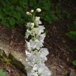 Delphinium 'Guardian White (Guardian White Larkspur), bud, flower