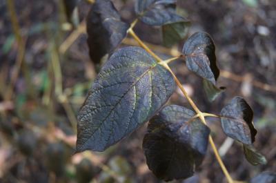 Decaisnea insignis (Blue Sausage Fruit), leaf, fall