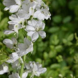Delphinium 'Guardian White (Guardian White Larkspur), flower, full