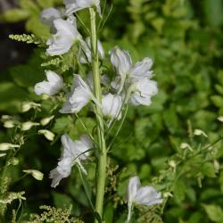 Delphinium 'Guardian White (Guardian White Larkspur), flower, side