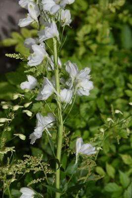 Delphinium 'Guardian White (Guardian White Larkspur), flower, side