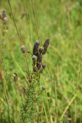 Dalea purpurea (Purple Prairie-clover), infructescence