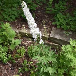 Delphinium 'Guardian White (Guardian White Larkspur), habit, summer