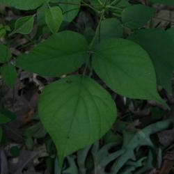 Desmodium glutinosum (Pointed Ticktrefoil), leaf, upper surface