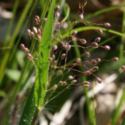Dichanthelium oligosanthes var. scribnerianum (Few-flowered Panic Grass), inflorescence