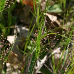 Dichanthelium oligosanthes var. scribnerianum (Few-flowered Panic Grass), inflorescence