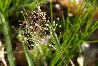 Dichanthelium oligosanthes var. scribnerianum (Few-flowered Panic Grass), infructescence