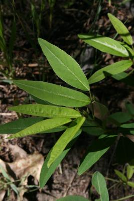 Desmodium paniculatum (Panicled Ticktrefoil), leaf, upper surface