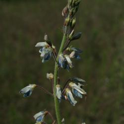 Desmodium illinoense (Illinois Ticktrefoil), inflorescence