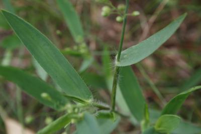 Dichanthelium oligosanthes var. scribnerianum (Few-flowered Panic Grass), leaf, summer