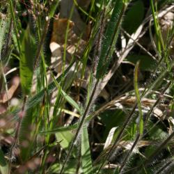 Dichanthelium oligosanthes var. scribnerianum (Few-flowered Panic Grass), stem