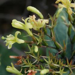 Diervilla rivularis 'Morton' (SUMMER STARS ™ Georgia Bush-honeysuckle), flower, side