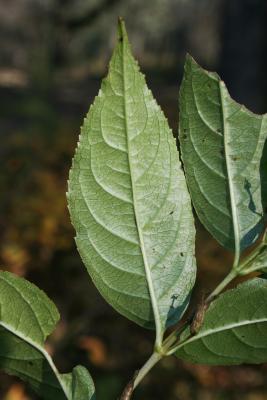 Diervilla lonicera (Bush-honeysuckle), leaf, lower surface