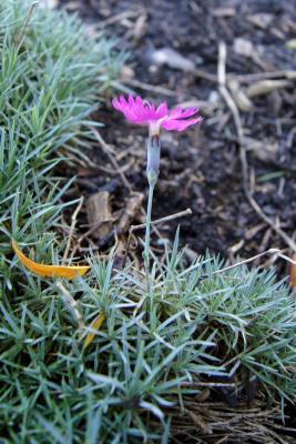 Dianthus 'Feuerhexe' (Firewitch Hardy Pink), flower, side