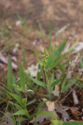 Dichanthelium oligosanthes var. scribnerianum (Few-flowered Panic Grass), habit, spring