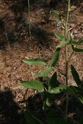 Desmodium illinoense (Illinois Ticktrefoil), leaf, upper surface