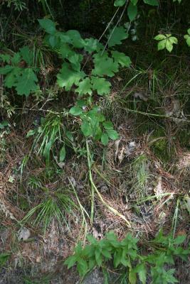 Dianthus armeria (Deptford Pinkl), habit, summer