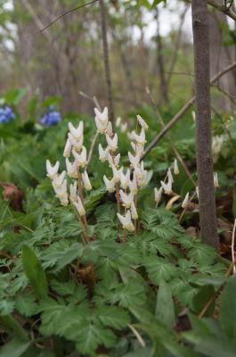 Dicentra cucullaria (Dutchman's Breeches), habit, spring
