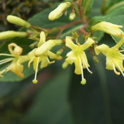 Diervilla rivularis 'Morton' (SUMMER STARS ™ Georgia Bush-honeysuckle), flower, full