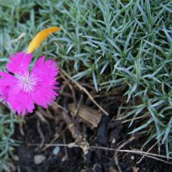 Dianthus 'Feuerhexe' (Firewitch Hardy Pink), flower, throat