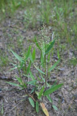 Dichanthelium oligosanthes var. scribnerianum (Few-flowered Panic Grass), habit, summer