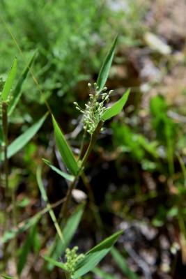 Dichanthelium oligosanthes var. scribnerianum (Few-flowered Panic Grass), infructescence
