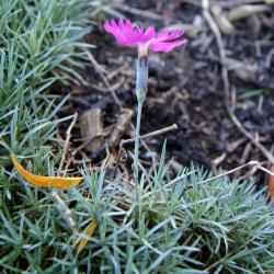 Dianthus 'Feuerhexe' (Firewitch Hardy Pink), flower, side