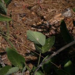 Desmodium illinoense (Illinois Ticktrefoil), leaf, lower surface