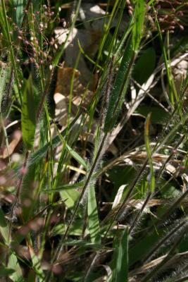 Dichanthelium oligosanthes var. scribnerianum (Few-flowered Panic Grass), stem