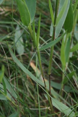 Dichanthelium oligosanthes var. scribnerianum (Few-flowered Panic Grass), leaf, summer