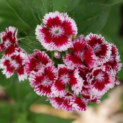 Dianthus (Pink), inflorescence