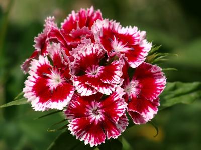 Dianthus (Pink), inflorescence