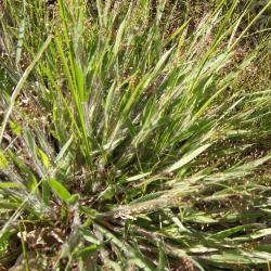 Dichanthelium oligosanthes var. scribnerianum (Few-flowered Panic Grass), habit, summer