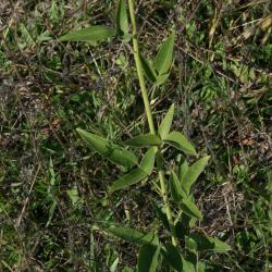 Desmodium illinoense (Illinois Ticktrefoil), leaf, summer